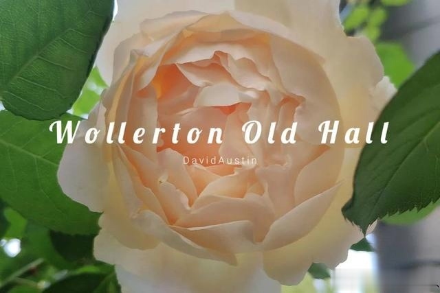 圆滚滚的绣球,瀑布般的花墙,这届花友也太会种花了吧