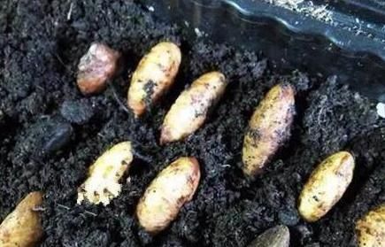 山竹吃完核别扔,埋进花盆此样做,分分钟变成超美的盆栽