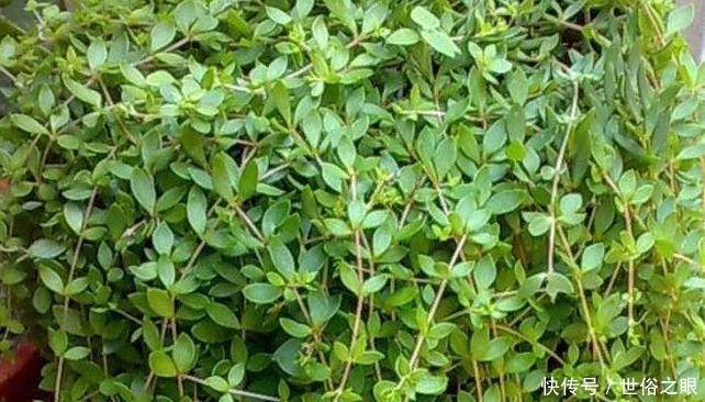 垂盆草|农村常见的一种野草,人们常将其作为盆景,殊不知可以入药