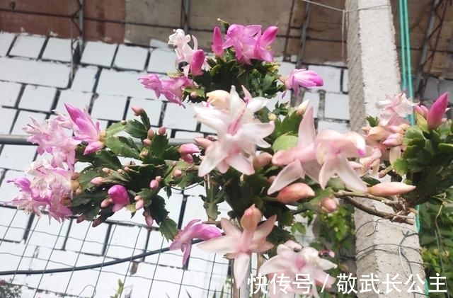 嫁接|如果你是新手养蟹爪兰,尽量不要一棵嫁接多色,因为很难一起开花