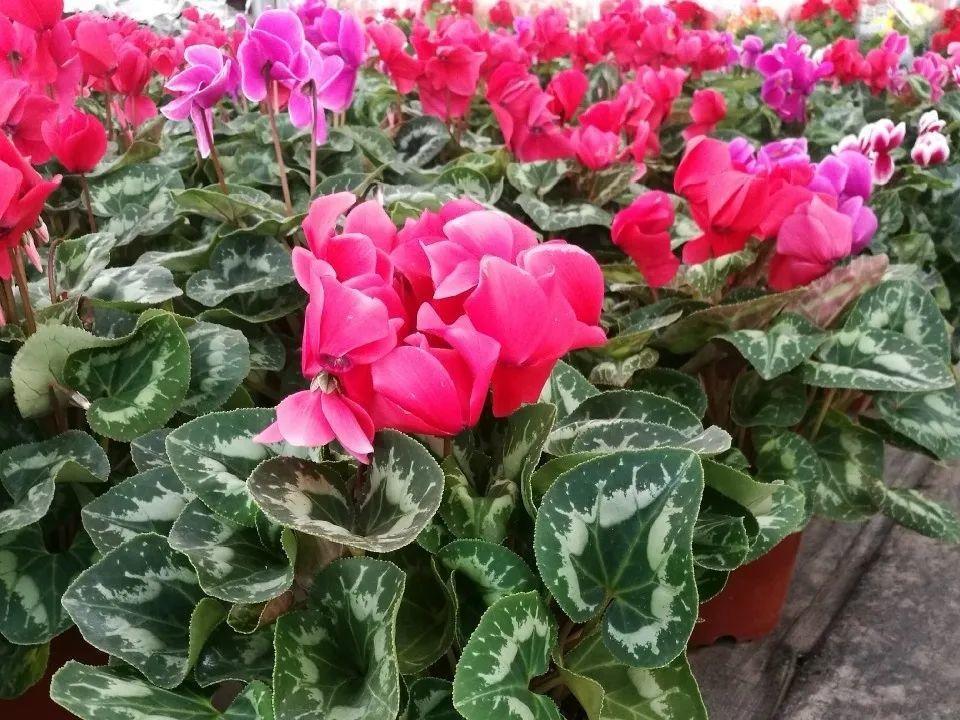 长寿花|9月后就养这些花,比绿萝好养,疯狂开花到明年!