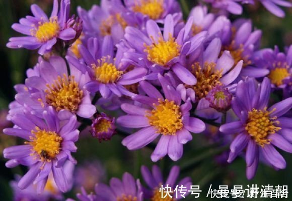 懒人|懒人最爱养的花,半月不浇水照样爆盆,花苞爬满枝头,绚丽多彩