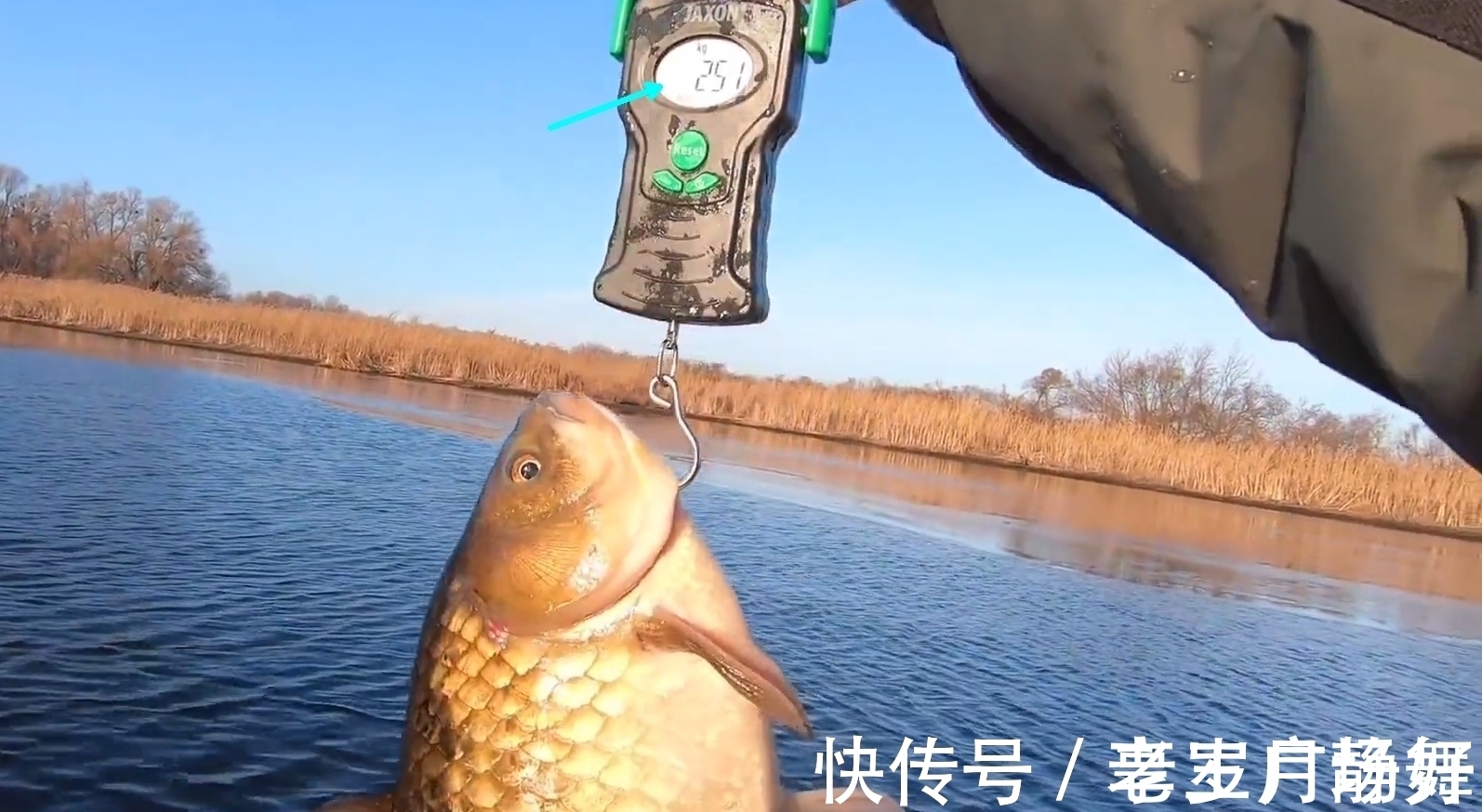野生鲫鱼能长到半米长?北方钓友无人区钓起5.2斤野生大板鲫