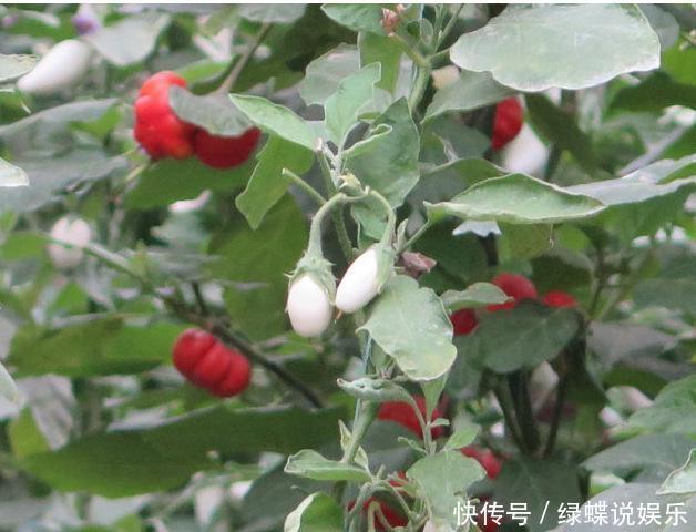 盆里长出白鸡蛋,个头不大味道却美,阳台就能种几盆