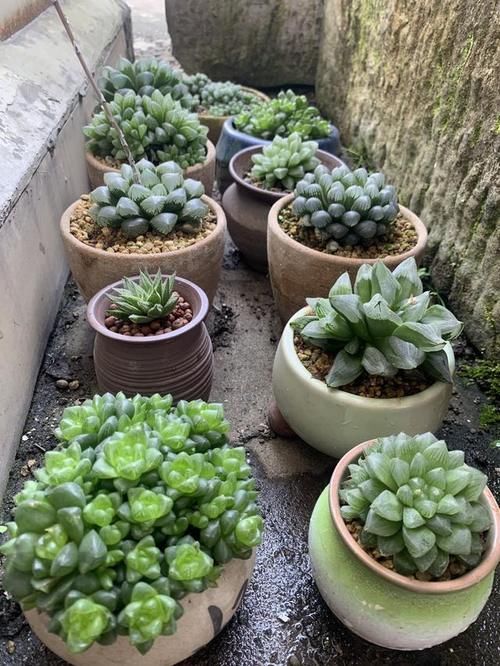 入春想“控养”多肉，满足“三前提”，憋出一圈崽，养成肉墩子