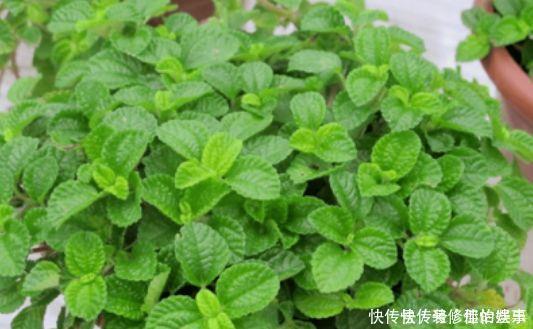 吸甲醛|4种花吸甲醛很厉害,养上几盆,室内甲醛没了,生活更舒适!