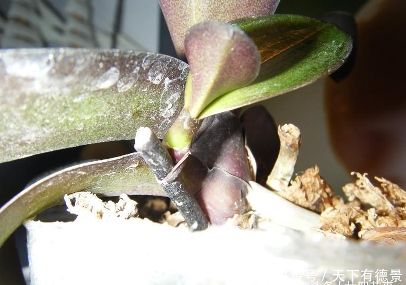 春节后养蝴蝶兰,做好3件事,不再“花后死”,还能一盆变多盆