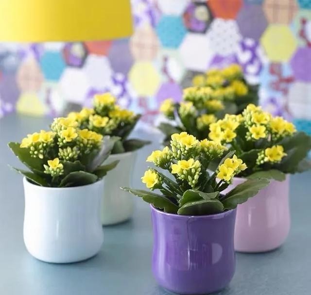 留基部|养长寿花要“下狠手”,学会“巧修剪”,疯长侧芽,越开花越多