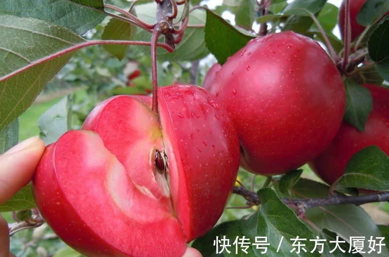 果子|女性过了40岁，可常吃3种果子，补气益血，淡化色斑！