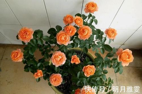 阳台|阳台上就养这款月季,非常“抗造”,花大色艳,开花一茬接着一茬