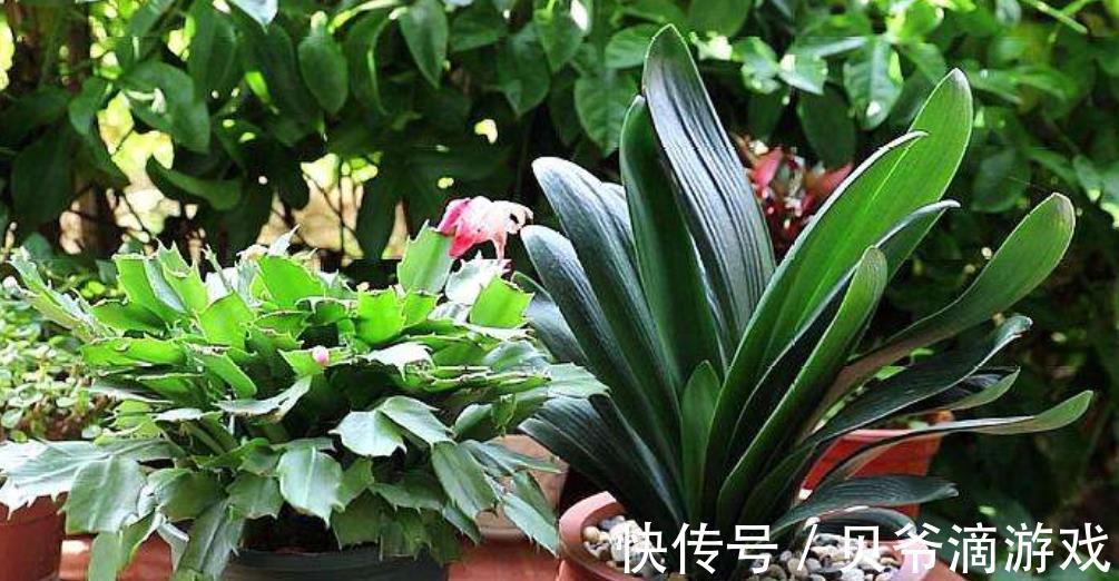 老花匠教你一个小妙招,君子兰不黄叶不干尖,油绿发亮惹人爱