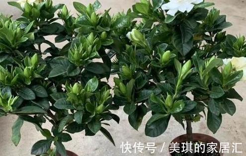 营养杯|导致,新买栀子花短期内,出现萎蔫,罪魁祸首有5点