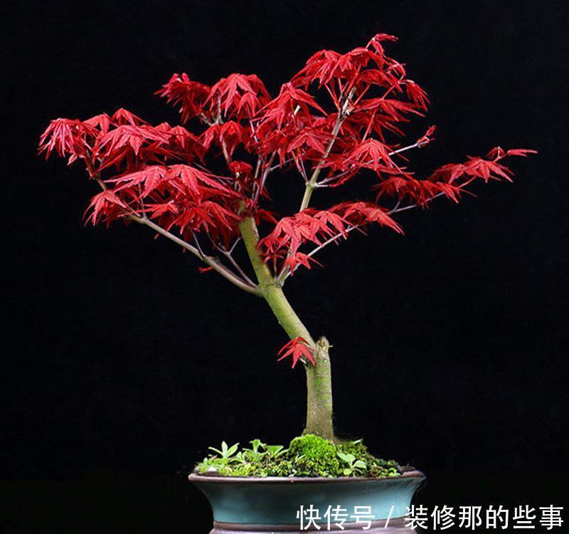 无限|错落有致叶红鲜艳红颜枫,红枫端庄秀美魅力无限,风雅别致相映红