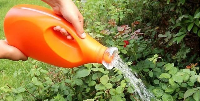 拿“开水”浇花真省事,花草长得旺,还能生花肥钱