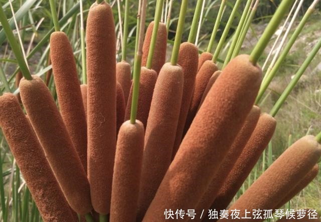 1种野草像“香肠”,若在池塘边看到它,请爱惜,珍贵、有价值!