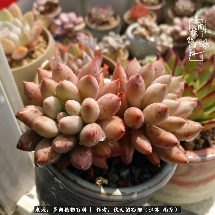 渡劫归来的肉肉,谁是谁的前世,谁又成了谁的今生