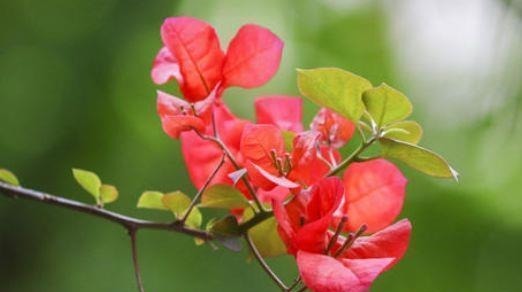 家里喜欢养花,此款花卉一年四季开花,越热越疯长,花朵绚丽繁盛