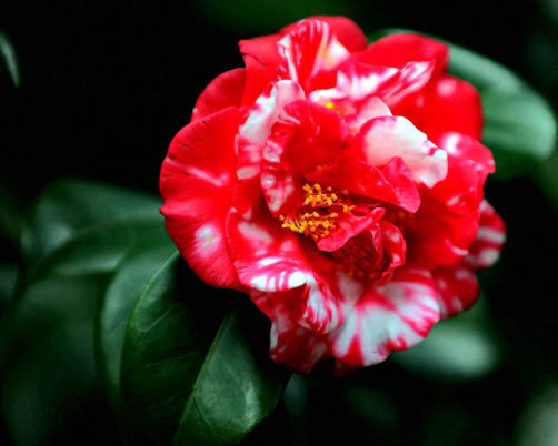 茶花如何来换盆教你3个换盆的小步骤,换盆后长势旺盛开花多