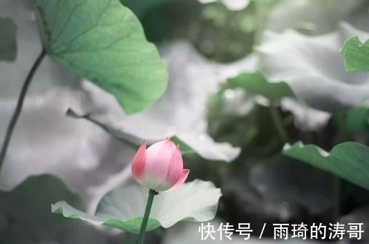 桃花朵朵|7月中旬，桃花朵朵，4属相生活如意，喜事多，日子越过越顺