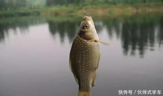 阴天情况下|深秋阴天不断,掌握这几个细节,野钓大板鲫不是难事!