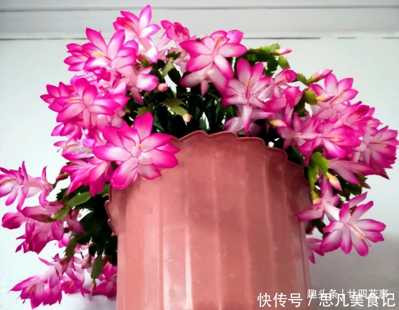 天竺葵|6种花,长高就“变丑”,株型低矮才“漂亮”,要舍得剪!