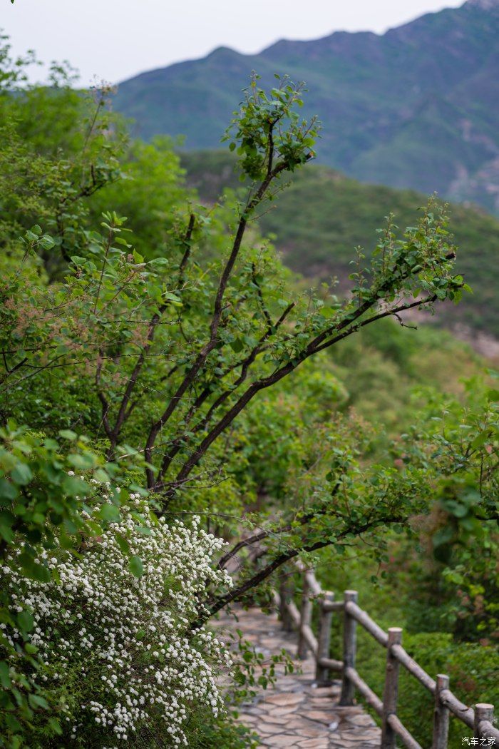 粉红|【郊野行摄】春风拂面，黄栌花开---雨中游京西幽岚山