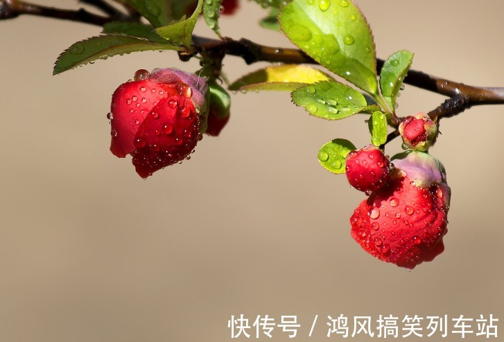 食用|可以食用的9种花草,最好在卧室放一盆,不但好看还好吃