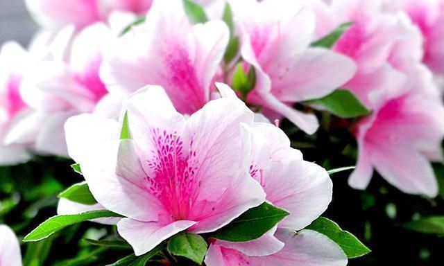 这“4种”花卉养的好,老花匠都称赞,能养活1盆的人,绝对是高手