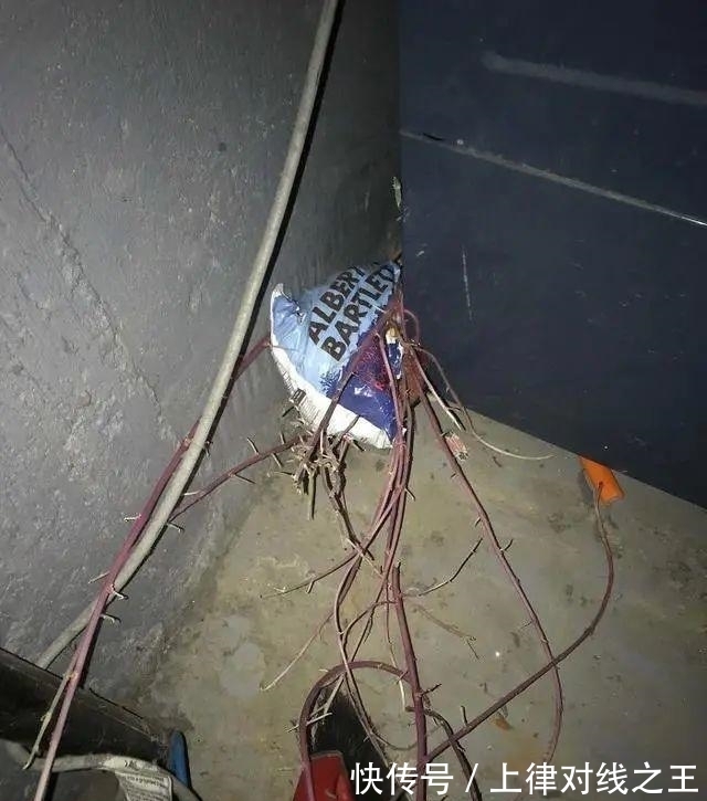 土豆|土豆发芽有多恐怖!26张照片告诉你,它才是这个星球最神奇生物