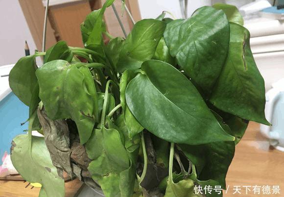 绿萝放在室内就能活,错,这些地方空着也不能放