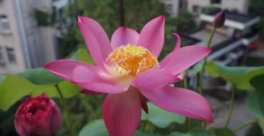 4种花，容易打理易开花，“花香”飘满屋，花美心情好！