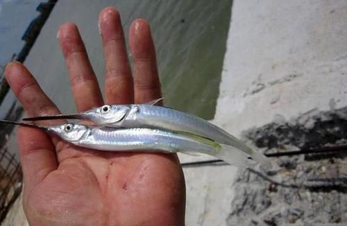 渔民|此鱼嘴巴尖细,很难钓到,聪明的渔民有办法放“针良船”