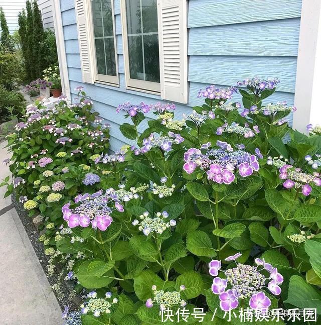 毛地黄|小空间花园打造指南丨四季开花不断,她是怎么做到的?