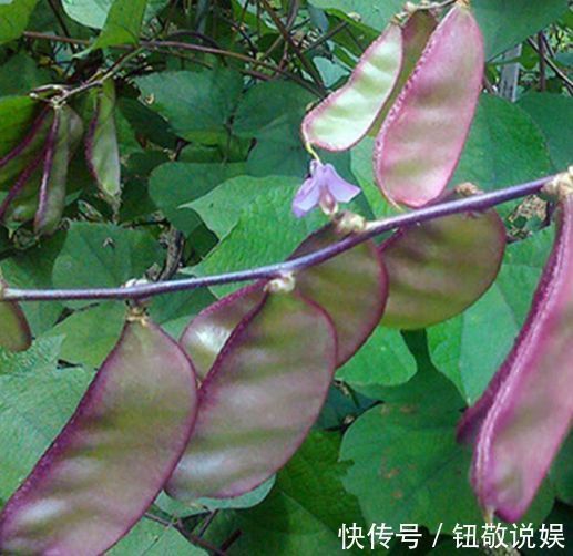 食物|爱美女人不妨多吃3种食物,清热解毒,滋润身体,预防各种疾病