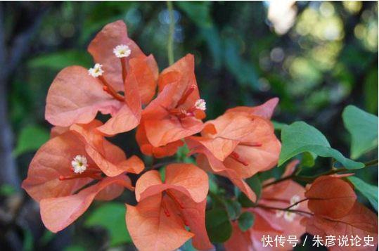 几款花卉形状特别，又显贵气，养在家里超合适的