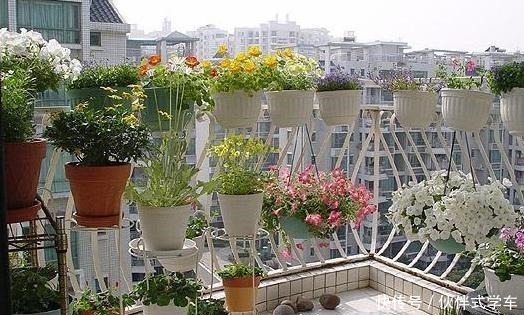 王大伯养花不施肥，反而给花吃“农作物”吃完植株蹭蹭长！