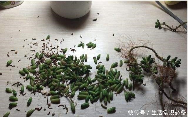 多肉烟煤病来袭，这5种特别容易得，一不小心叶子就没有了！
