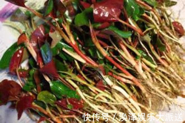 鱼腥草|女性得了宫颈炎,莫慌。马齿苋,蒲公英用来做汤,让你远离疾病