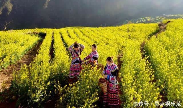 人间|油菜花漫舞在云南大姚紫丘山麻街村的山岗