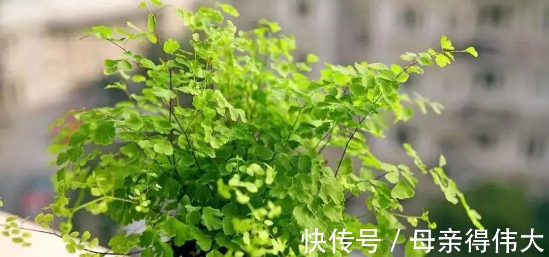 这些花是二手烟的克星,家里有烟鬼的,赶紧养几盆