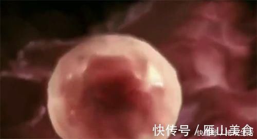 宝宝|怀孕前3个月,胎宝宝都在干什么?原来着床后这么忙,孕妈要了解