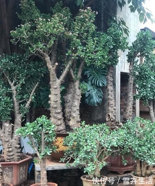 传家宝|把“厚脸皮”养到“碗口粗”，用了5年时间，可以当传家宝了