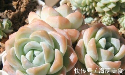 多肉|盘点8款胖多肉,颜值高好养护,喜欢多肉一定别错过!