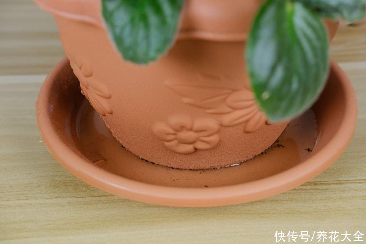 教你一些浇水的方法,从此浇花不再盲目,花长得又快又旺