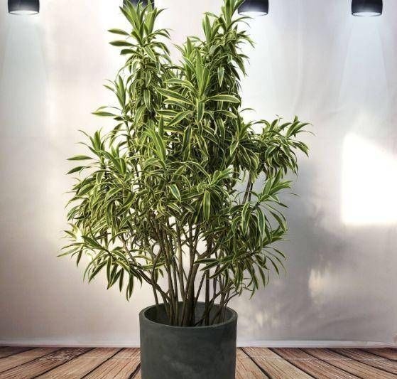 这4种“吉祥花”寓意富贵，养了就是赚了，家里人都受益