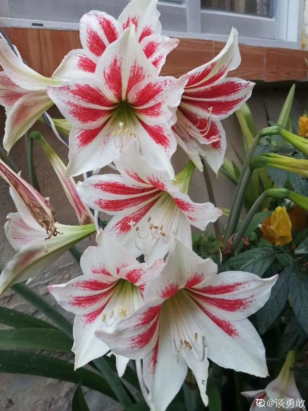 折腾不死的25种花,咋养都爆盆,家里必须养!