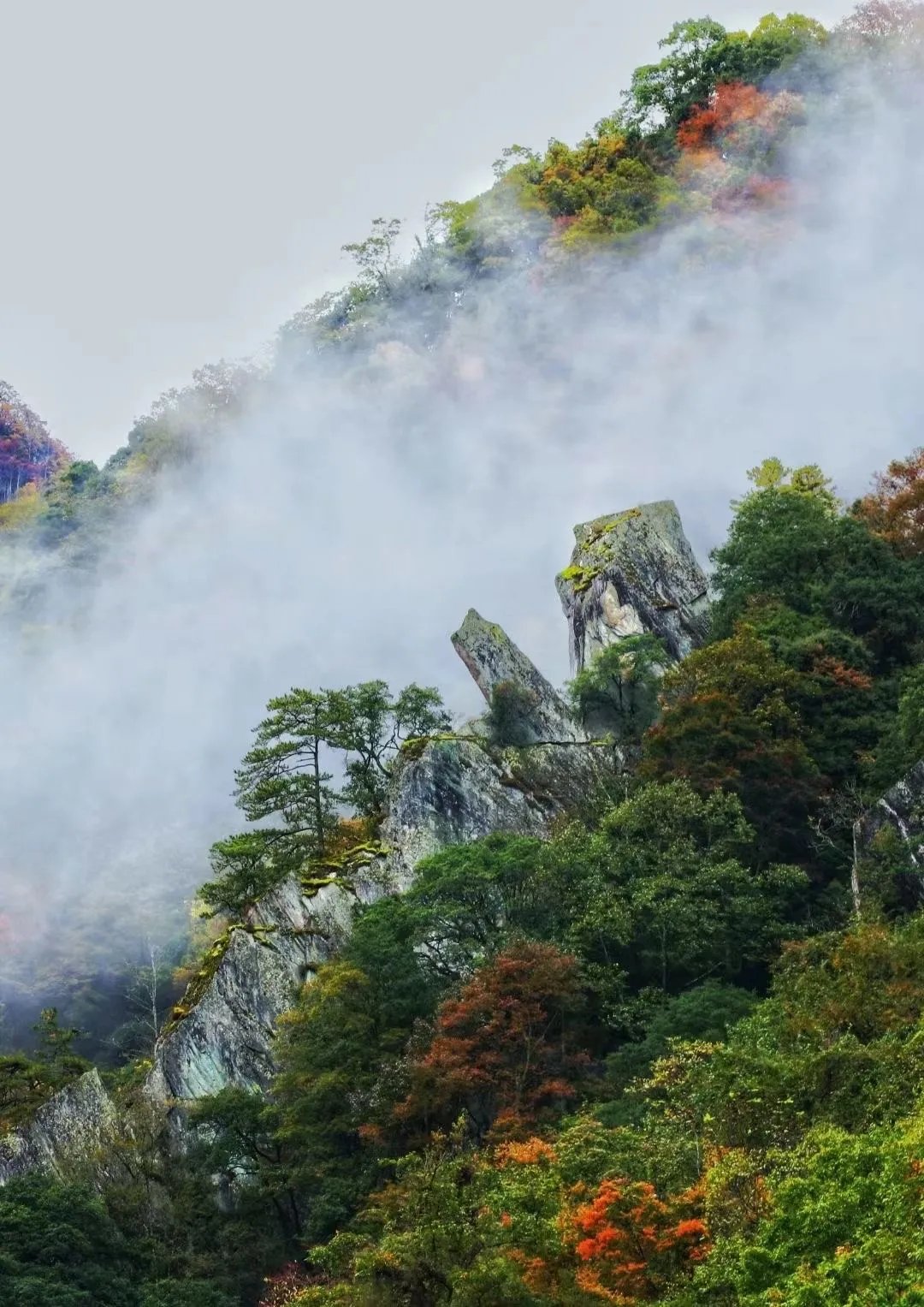  唐家河|金秋唐家河 片片红叶情