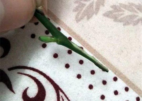 嫁接|嫁接达人,玉树嫁接长寿上,花友直呼内行!