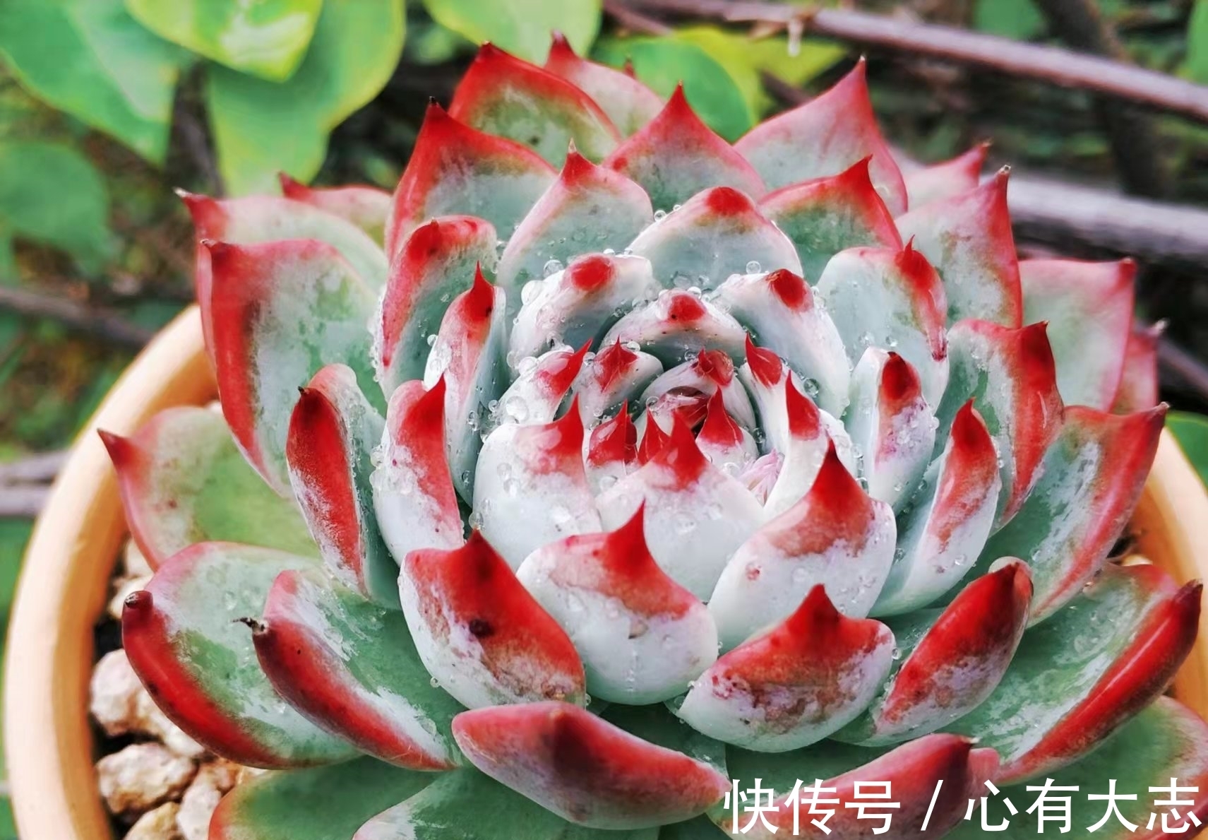 初冬养多肉，给它们来点“神仙水”，不但拍照好看，也不影响上色