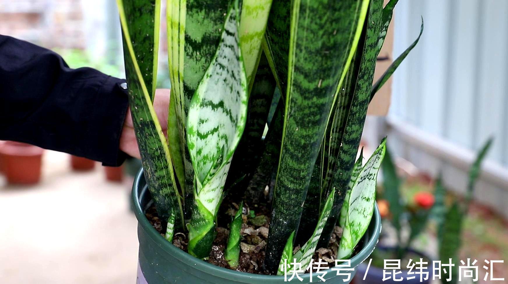 圆叶虎皮兰|虎皮兰进入8月经常“饿”,从三个方面喂饱它,才爱出小芽